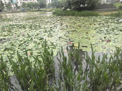 -花果园湿地公园