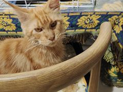 -平行世界·猫咖(首经贸店)