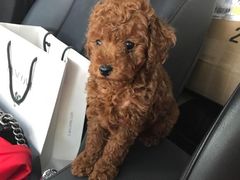 -翊宠yipet猫狗购宠庄园犬舍•猫舍