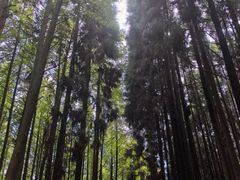 -山王坪喀斯特国家生态公园