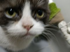 -纳吉亚猫专科动物医院博雅分院