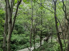 -大岭沟猕猴桃谷风景区