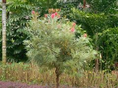 7-三亚海棠湾万丽度假酒店