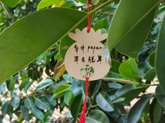 -深圳仙湖植物园