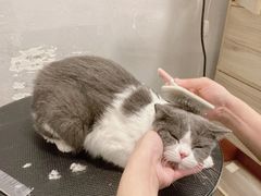 -袖虎·猫馆(体育西路店)