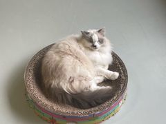 -豆逗聊愈猫阁Easy Life
