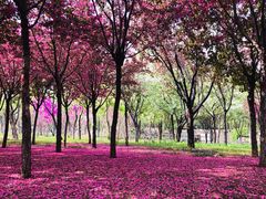 -石家庄市植物园