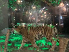 -上海野生动物园老虎餐厅