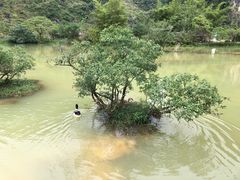-靖西鹅泉风景区