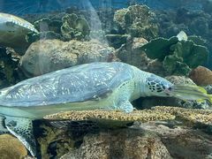 -上海海洋水族馆