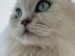 -怪兽屋·羊驼·猫咖·狗咖(俊华广场店)