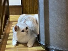 -东方名猫馆·英短金渐层布偶猫舍(环线广场1号楼店)