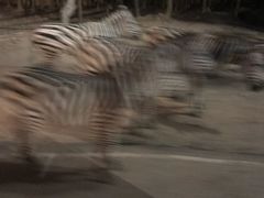 -清迈夜间动物园