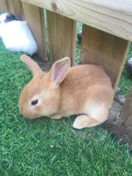 -萌宠亲子动物乐园(槐房万达店)