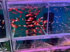 -双季花艺园艺市场(浦东店)