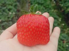 -胜丰草莓采摘园