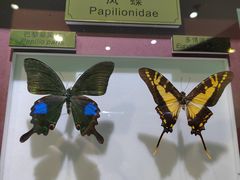 -上海昆虫博物馆