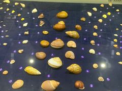 -青岛贝壳博物馆