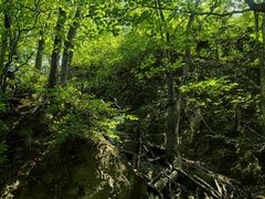 -香炉山国家森林公园