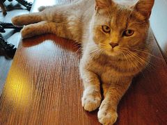 -猫岛主趣味餐厅(鼓浪屿店)