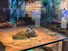 -帕帕拉兹宠物(亚洲旗舰店)