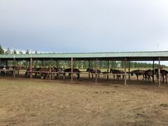 -额尔古纳黑山头绿野马帮骑马场