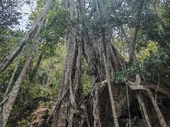 -中国科学院西双版纳热带植物园