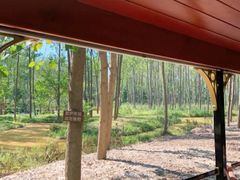 -合肥滨湖国家森林公园