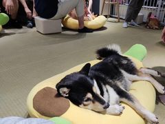 -逗柴咖啡屋·狗咖猫咖宠物桌游