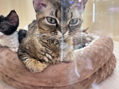 -momokira米努特·德文卷毛猫·棉花面纱犬