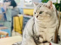-平行世界·猫咖(首经贸店)