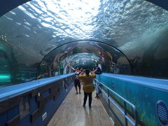 -悉尼海洋生物水族馆