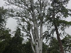 -香山公园