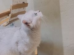-藏猫猫咖啡主题馆(中央大道店)