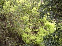 -大雁山风景区