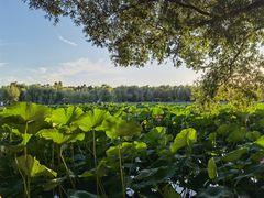 -长春市南湖公园