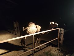 -清迈夜间动物园