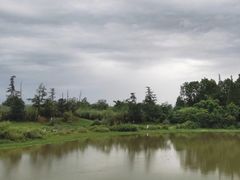 -桤木河湿地公园