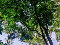-火炉山森林公园