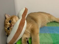 -东方名猫馆·英短金渐层布偶猫舍(环线广场1号楼店)