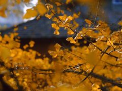 -腾爱熊猫咖啡生活馆(老东门店)