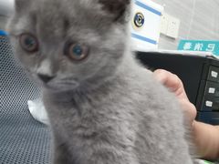 -柚子猫舍·精品猫舍购猫·猫咪认养·购宠·宠物店