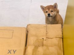 -猫王榴莲世家(三里屯SOHO商场店)