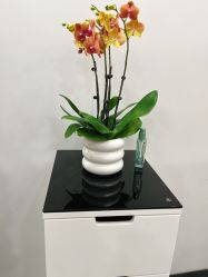 -YESIDO椰岛造型烫发染发