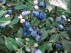 -金谷域澳洲庄园