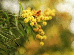 -厦门国家会计学院