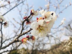 -香雪海