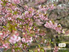 -上海辰山植物园