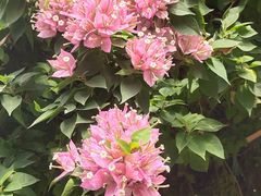 -呀路古热带植物园