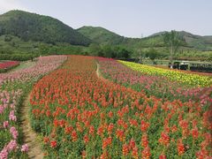 -径山花海